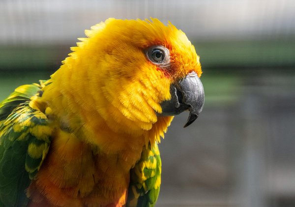 What is the impact of agricultural practices on UK animal populations?