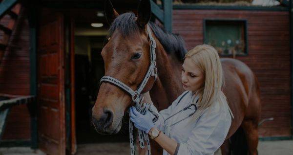 How to improve horse health ?